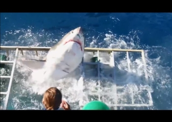 Momentos de terror, tiburón entra a jaula de buzo
