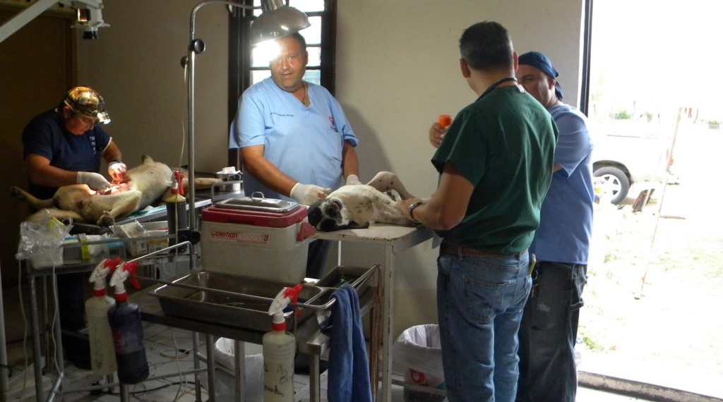 Cierran campaña canina