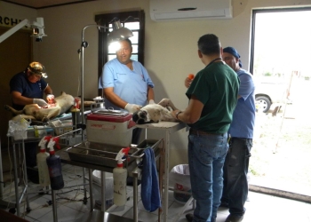 Cierran campaña canina
