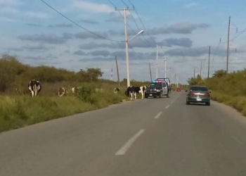 Municipales arrean vacas sobre transitado libramiento