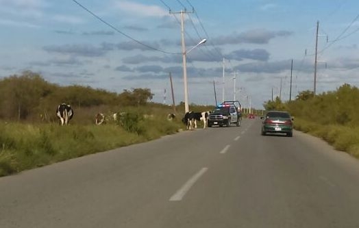 Municipales arrean vacas sobre transitado libramiento