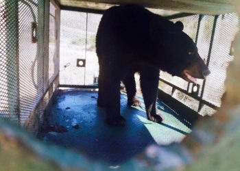 Ataca oso a ganado; lo captura la SEMA