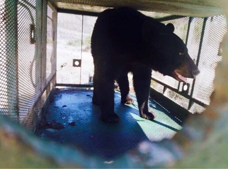 Ataca oso a ganado; lo captura la SEMA