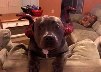 VIRAL: Perro llora al ser rechazado por su disfraz de Halloween