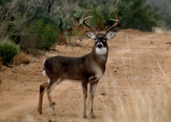 Resurge temporada de cacería de venado cola blanca