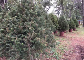 Por tener plaga, México regresa a EU árboles de Navidad