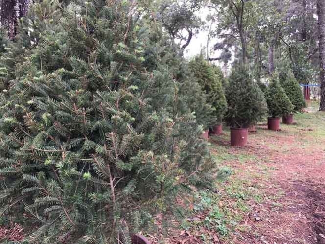 Por tener plaga, México regresa a EU árboles de Navidad