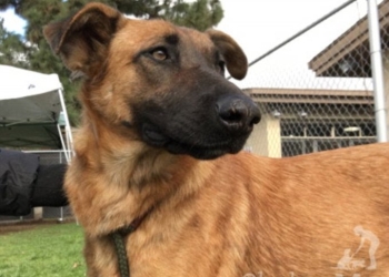Una perra abandonada ve llegar a sus dueños y se emociona… y ellos querían otro perro