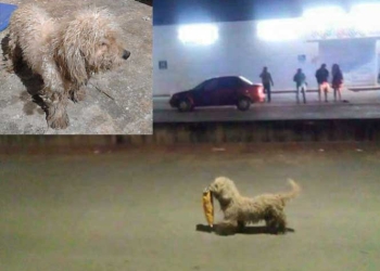 ‘Saqueadorcito’, el ladrón de cuatro patas, se llama Max