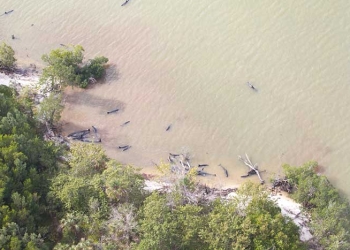 Aparecen muertas 81 orcas negras en la costa de Florida