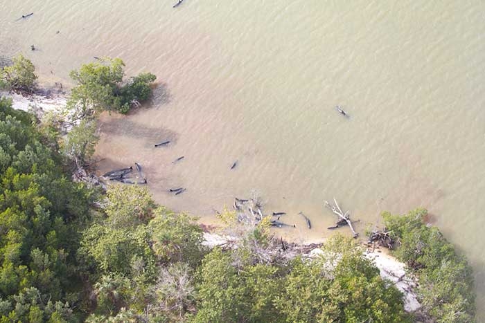 Aparecen muertas 81 orcas negras en la costa de Florida