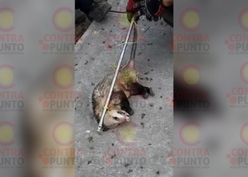 Detectan una zarigüeya en un domicilio