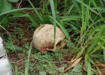 Localizan cráneo humano en un rancho