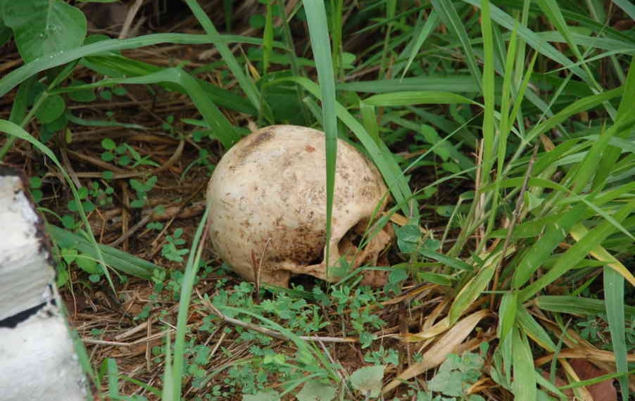 Localizan cráneo humano en un rancho