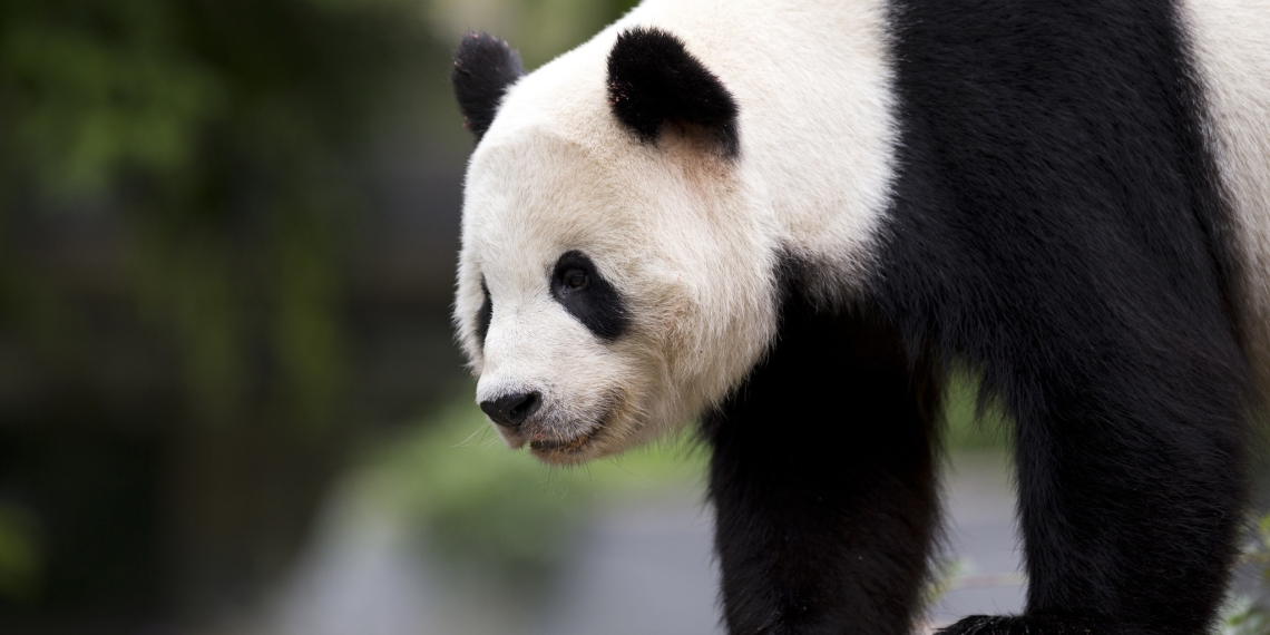 Bao Bao vuelve a China