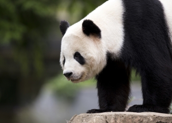 Bao Bao vuelve a China