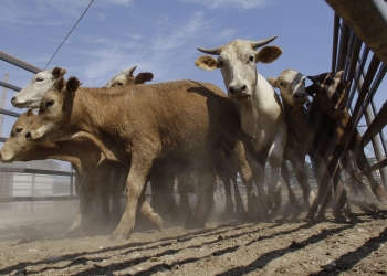 Coahuila a la vanguardia en cuanto a la producción de carnes y lácteos
