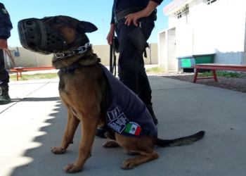 En sesión de cabildo se aprobó la compra de dos unidades “K9”