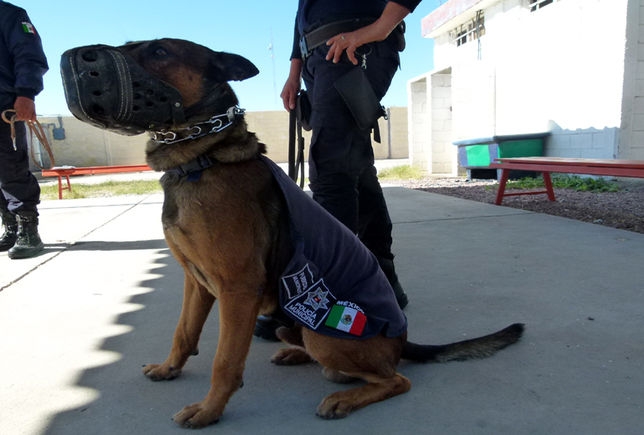 En sesión de cabildo se aprobó la compra de dos unidades “K9”