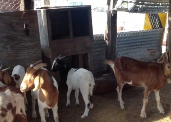 Buscan a responsables de robar ganado ovino