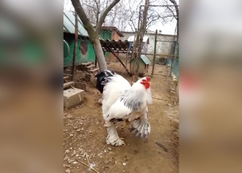 Video de pollo gigante se hace viral