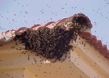 Pide Bomberos tener cuidado con enjambres de abejas