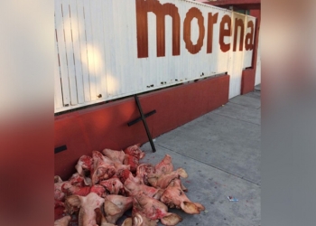 Dejan cabezas de marranos en oficina de Morena