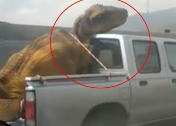 VIDEO: Éste es un trabajo para los animalistas