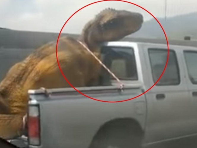 VIDEO: Éste es un trabajo para los animalistas