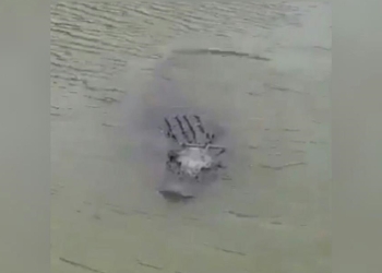 Captan por primera vez un caimán en el Río Bravo