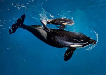 Muere orca bebé en parque Sea World