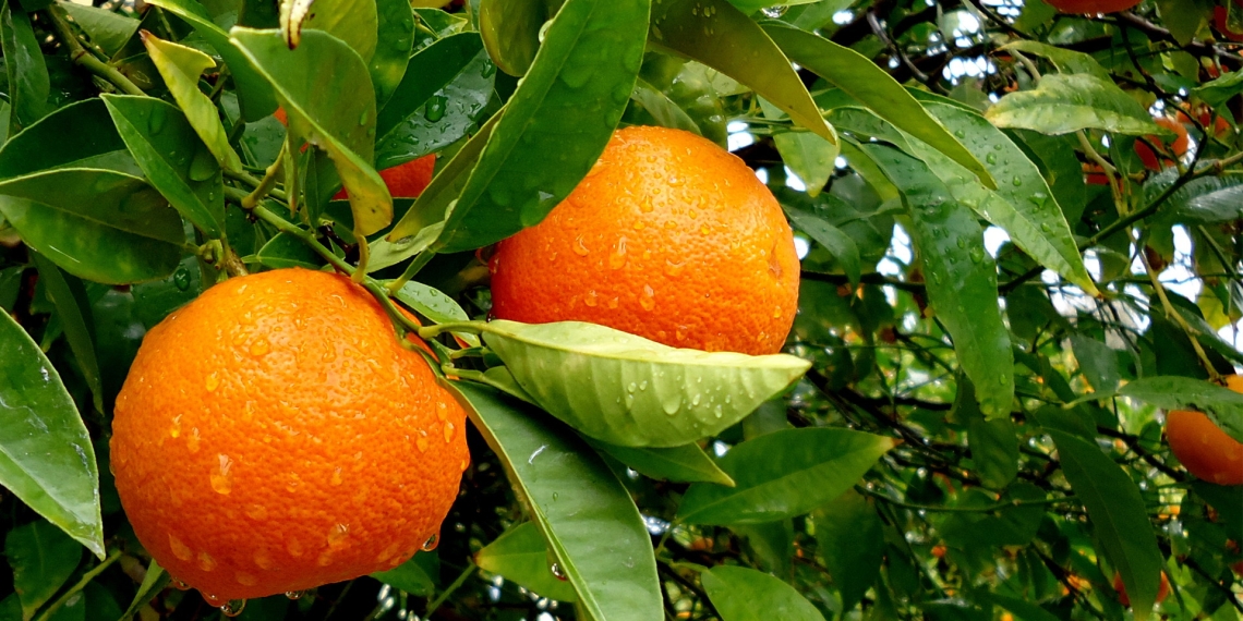 Promoverán cultivo de árboles frutales en Piedras Negras