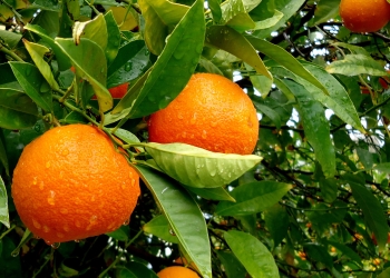 Promoverán cultivo de árboles frutales en Piedras Negras
