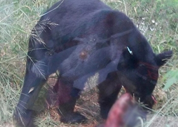 Oso irrumpe en casa de Monterrey y se come a mascota