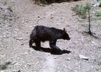 Emiten alerta por avistamiento de oso en alrededores de Universidad Politécnica