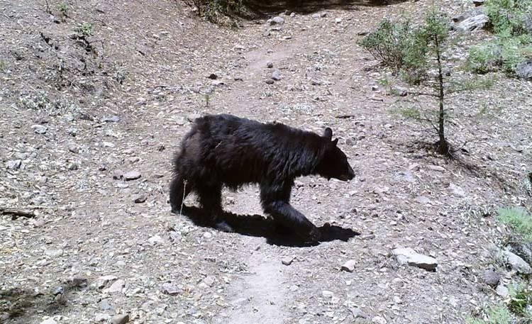 Emiten alerta por avistamiento de oso en alrededores de Universidad Politécnica