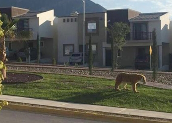 Tigre de peluche provoca controversia en las redes