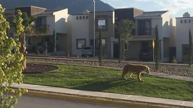 Tigre de peluche provoca controversia en las redes