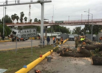 Viento fuerte derriba árboles en la ciudad