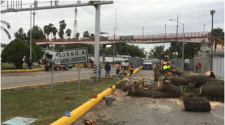 Viento fuerte derriba árboles en la ciudad