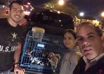 Compra alcalde cachorro de manera ambulante