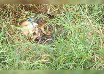 Eran de animal restos encontrados en Nava