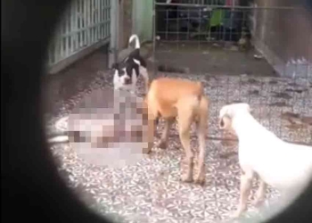 Denuncian a vecina que alimenta a sus mascotas con cachorros
