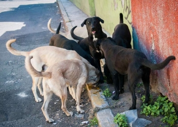 ¡No más perros callejeros! Ya hay croqueta anticonceptiva
