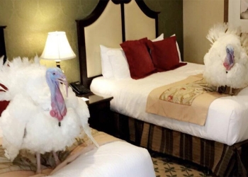 En hotel de lujo, hospedan a pavos que indultará Trump el martes