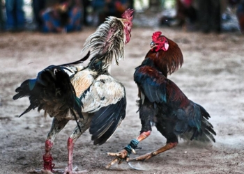 No prohíben peleas de gallos