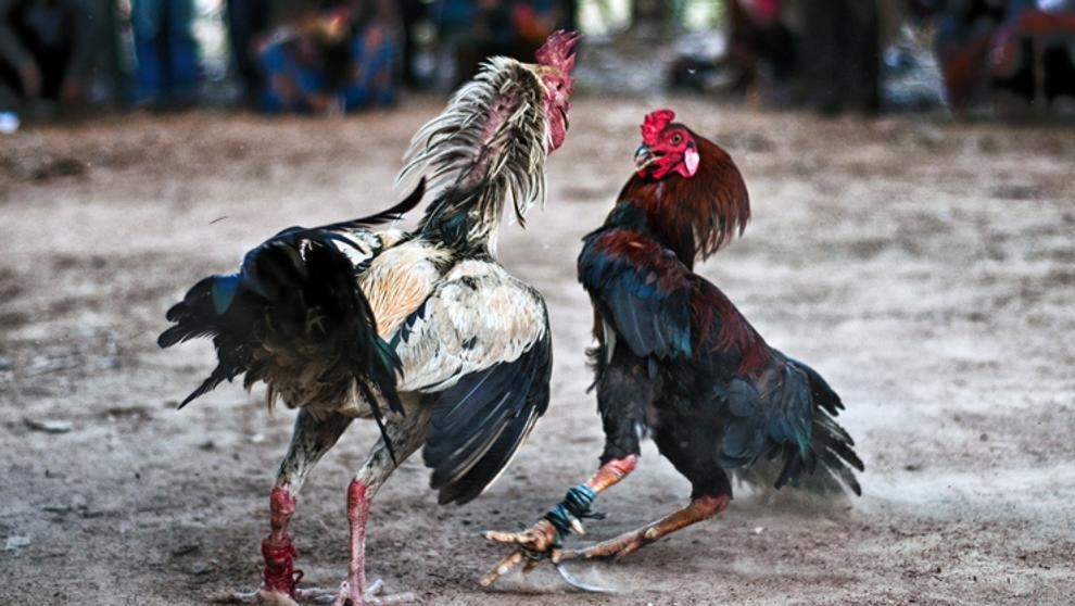 No prohíben peleas de gallos