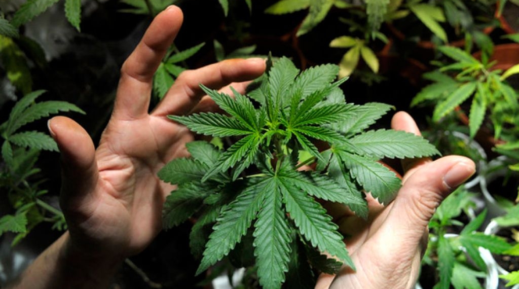 Titular de Sectur plantea legalizar marihuana en zonas turísticas