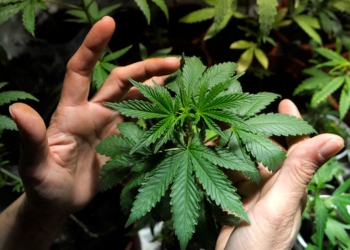 Titular de Sectur plantea legalizar marihuana en zonas turísticas