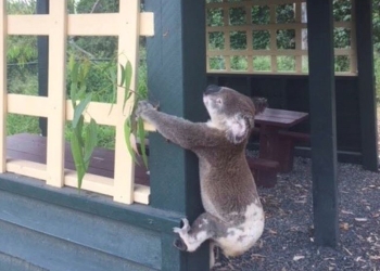 Koala muerto atornillado a un poste genera indignación en Australia